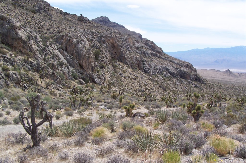 Desert National Wildlife Refuge