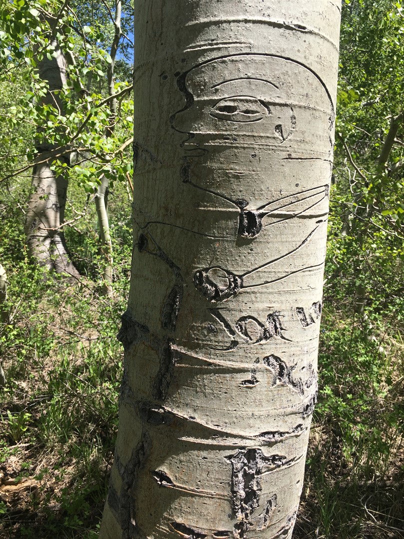 Examples of arborglyphs