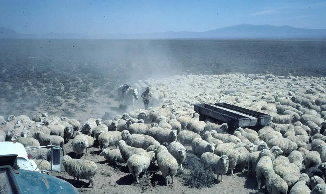 UNR Basque Sheepherders