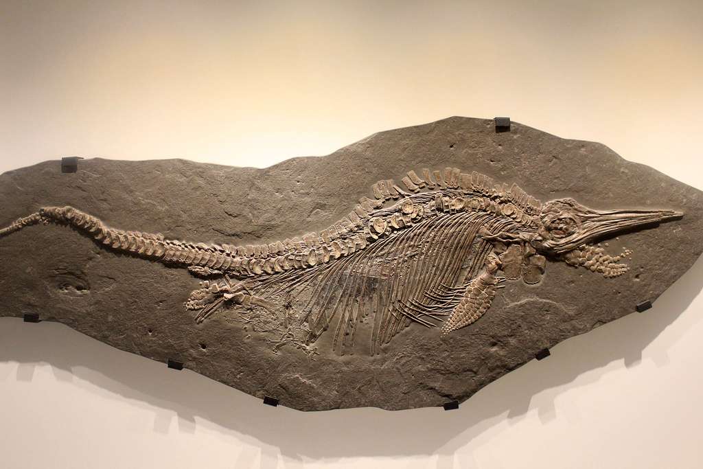 Ichthyosaur fossil